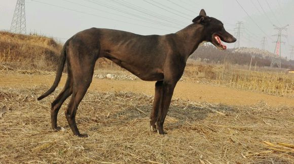 农村里打猎的“洋犬”，你最中意哪只