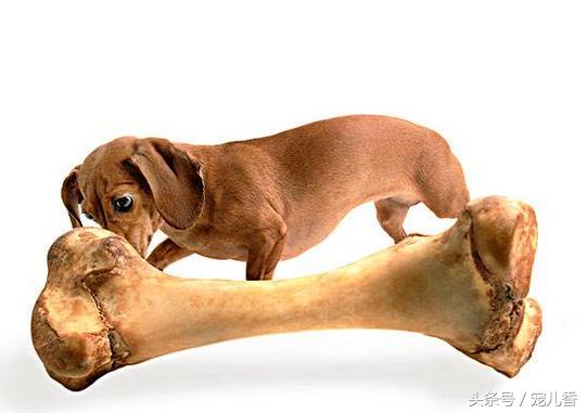 宠物缺微量元素怎么补,微量元素少却作用很大