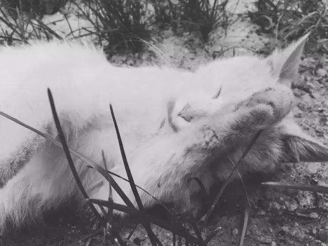 少女与猫咪,少女与猫唯美图片