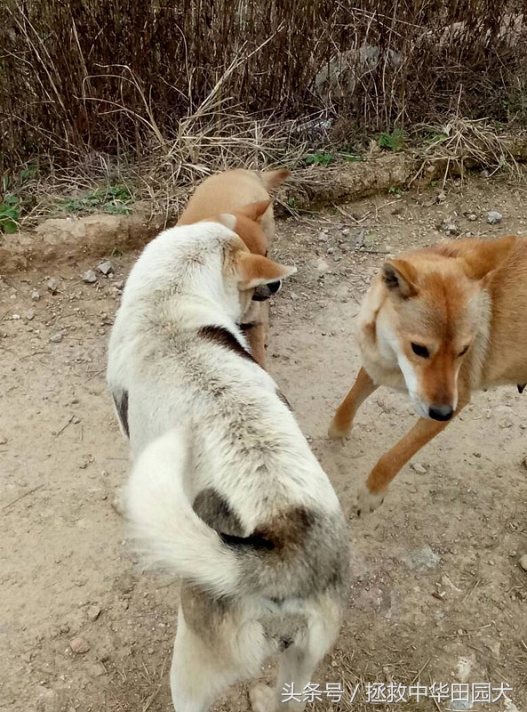 中华田园犬与东北笨狗一样吗,福建正宗中华田园犬