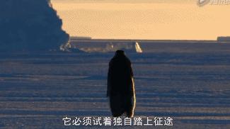 豆瓣9.7的企鹅版《无间道》，上演最萌版「原配撕小三」！