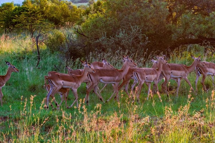 走进彩虹之国感受南非独特之美,彩虹之国南非