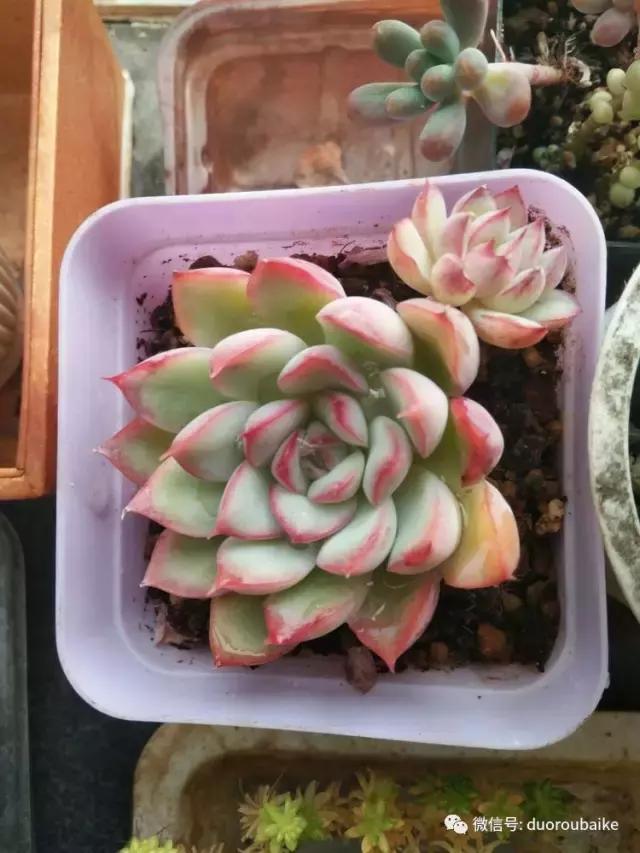 养了20年的多肉植物,老肉友多肉植物