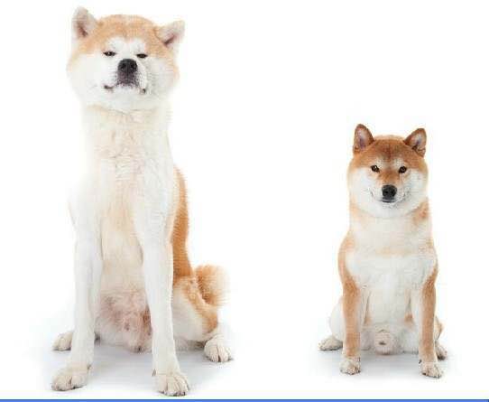 普遍的狗狗品种大全及图片,所有狗狗品种集合大全