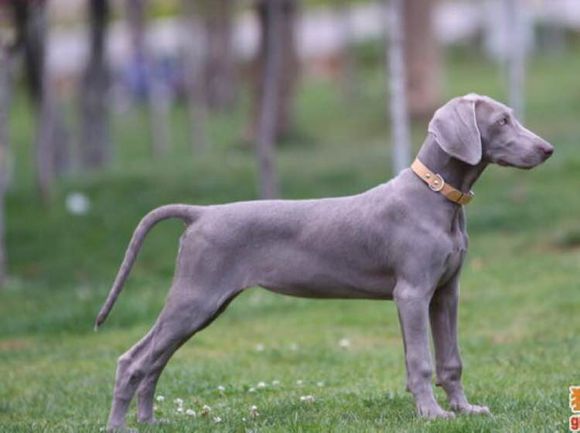 狗狗品种收集大全,收藏狗狗