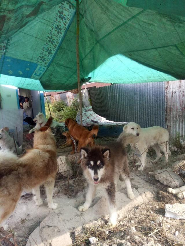 狗贩子养的狗,农村狗市场最好养又便宜