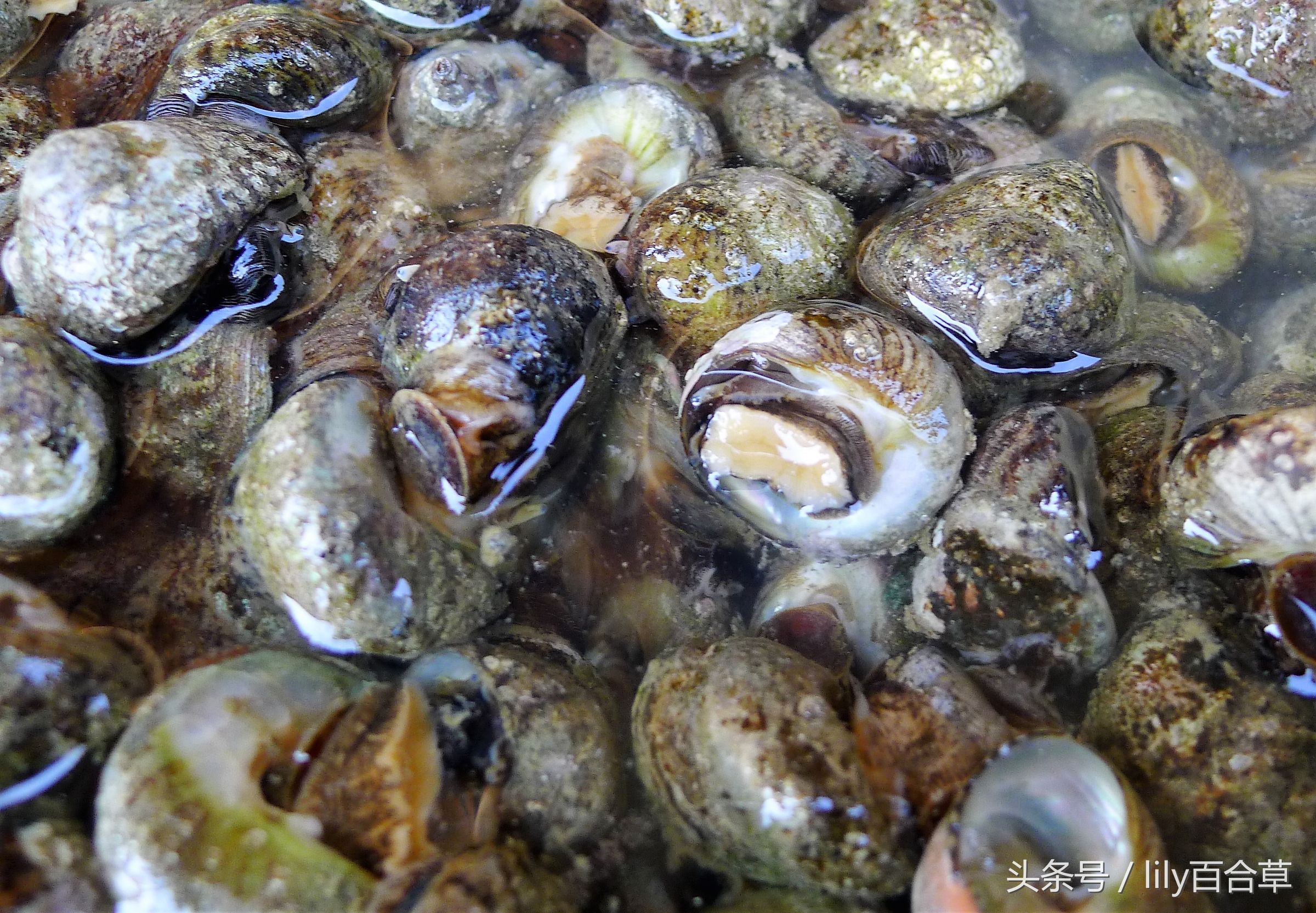 哪些海鲜可以带回家,回家路上可以带海鲜吗