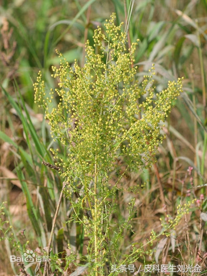 二月茵陈四月蒿包括艾蒿吗,茵陈蒿和青蒿图片