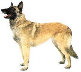 狗狗品种收集大全,收藏狗狗