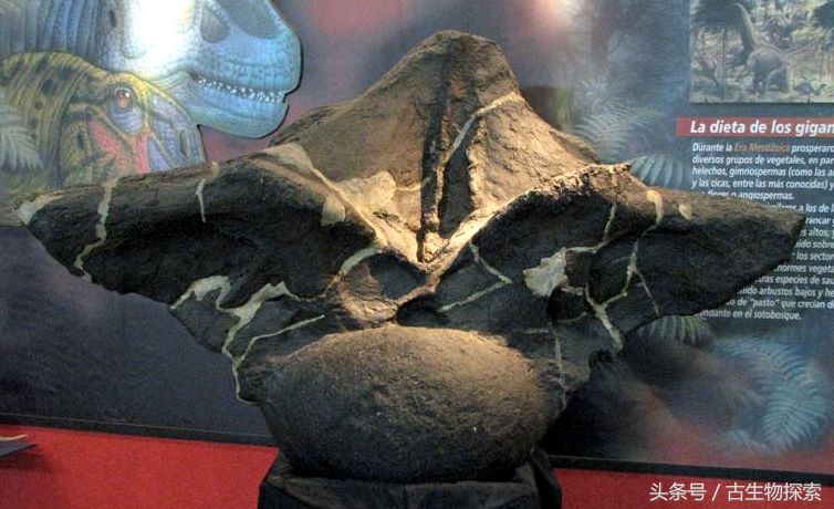 普尔塔龙恐龙视频,普尔塔龙