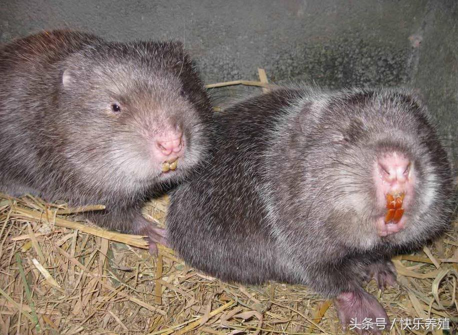 养殖竹鼠是致富还是骗局,竹鼠养殖产业怎么样