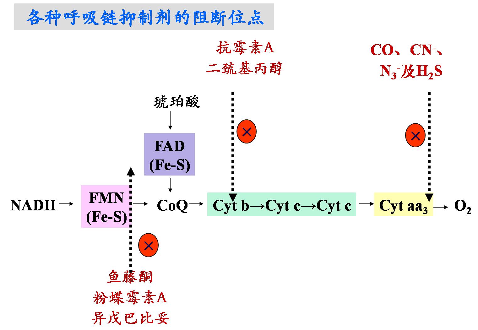 氰化物中毒是什么原理,氰化物中毒的原理