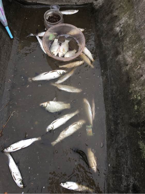 最大钓七八斤的鱼用什么竿子,5.4溪流竿能钓几斤的鱼