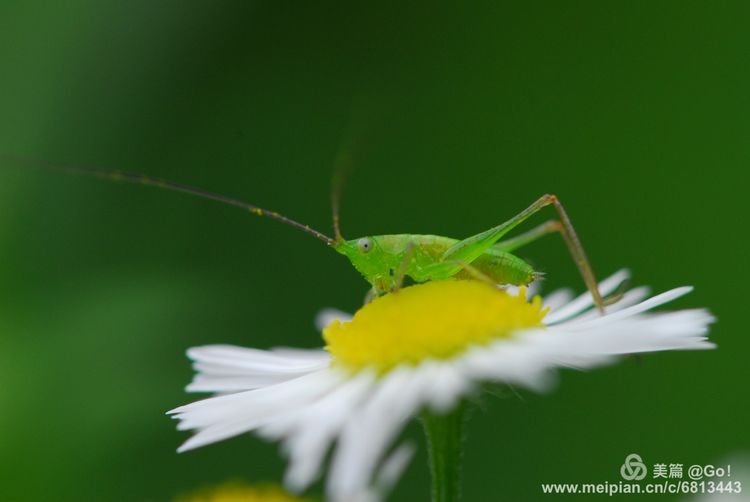 微距镜头下的昆虫视角,微距下的昆虫摄影