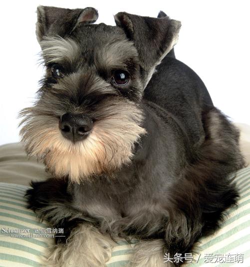 雪纳瑞体型测量,雪纳瑞体型参数