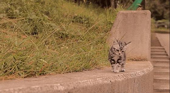 这些猫狗男女都爱看