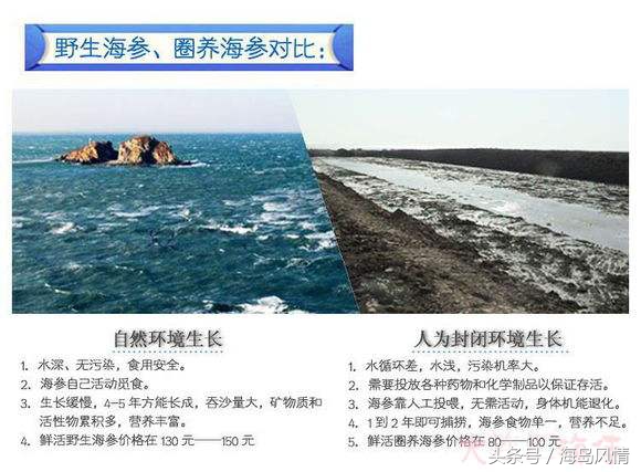 野生海参跟养殖海参有什么区别,野生海参和养殖海参营养区别大吗