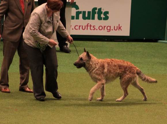 狗狗品种收集大全,收藏狗狗