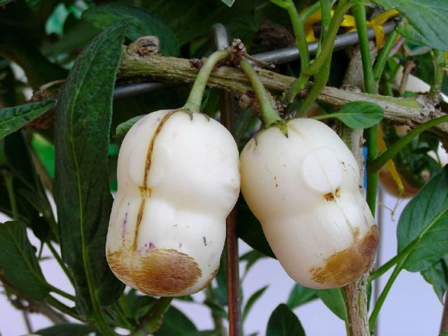 水果用途终于收集全了,水果的用途有哪些