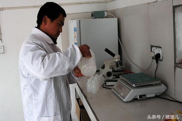 怎样给母猪输精产仔多,母猪输精时倒流的症状