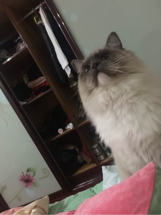 去宠物店给宠物猫洗澡要多久,给猫去宠物店洗澡多少钱一次