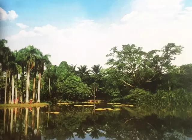 在美丽的西双版纳领略异域风情,美丽的西双版纳体验异国风情