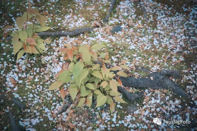 日本大阪旅游地震,日本旅游福岛地震