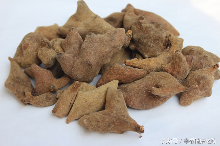 五倍子中药主治什么病,野生五倍子中药