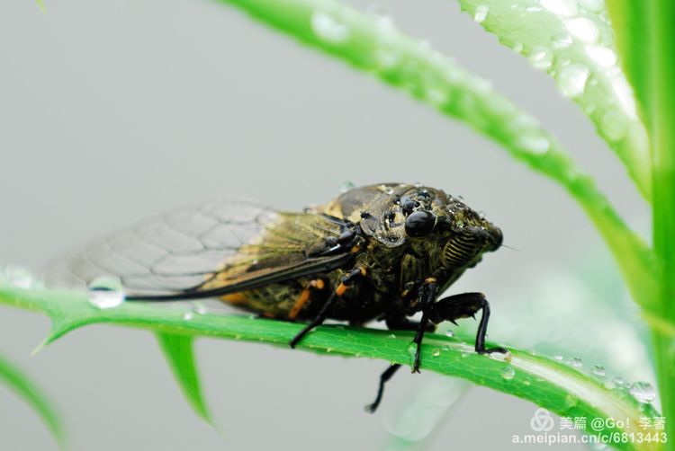 微距镜头下的昆虫视角,微距下的昆虫摄影