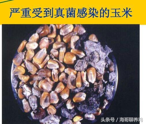 霉菌毒素对牛羊有什么危害,霉菌毒素超标对母猪有什么危害