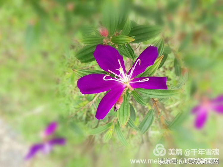 永远的余子店——文/刘宏冰