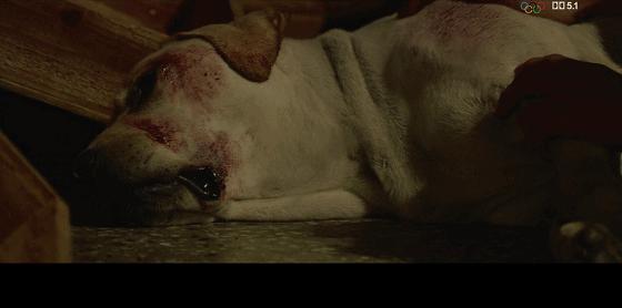 这些猫狗男女都爱看