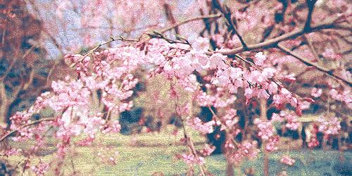 春风如贵客一到便繁华作文赏析,春风如贵客一到便繁华原文