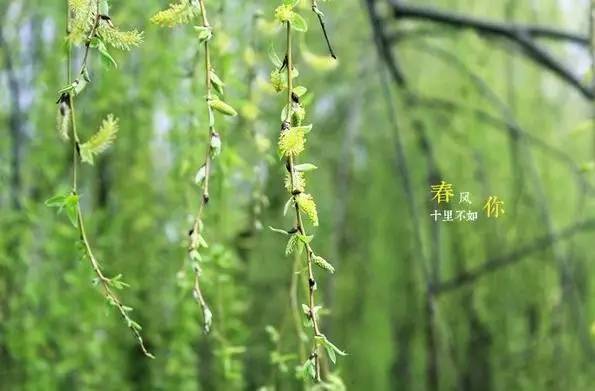 春风如贵客一到便繁华作文赏析,春风如贵客一到便繁华原文