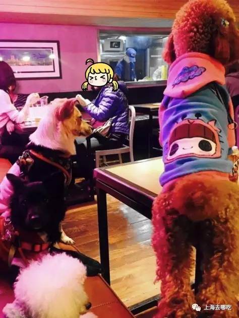 魔都这10家萌宠餐厅酒店，拯救留守在家的喵喵狗狗！咖啡、汉堡、江景……和主子腻在一起！