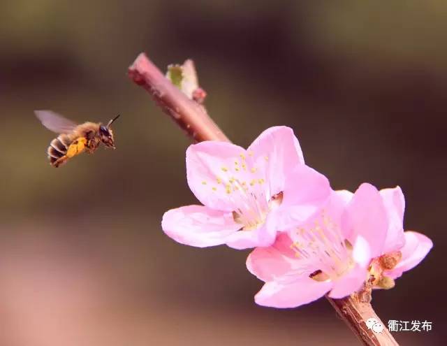 欣赏三生三世十里桃花美景,带你看风景三生三世十里桃花