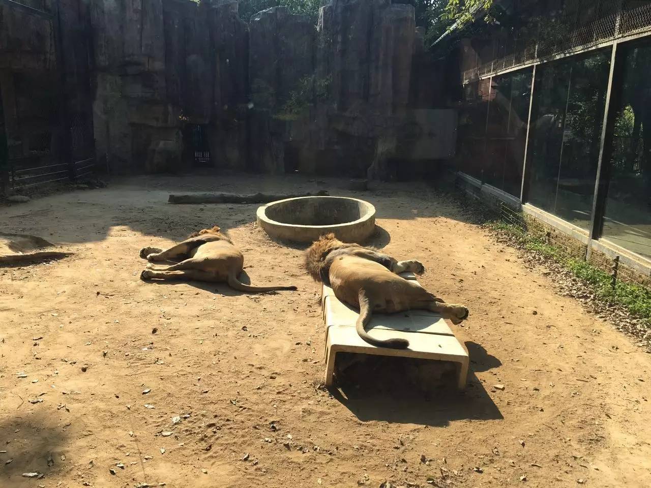 中山动物园有熊猫吗,中山公园动物园春节开放了吗