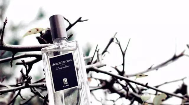 台湾游记凤梨酥,台湾旅游凤梨酥