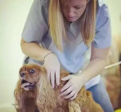 狗狗生病了吃什么食物,狗狗生病了吃点什么好