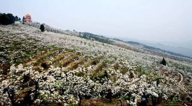 渝北哪个区发展最好,渝北人很富吗