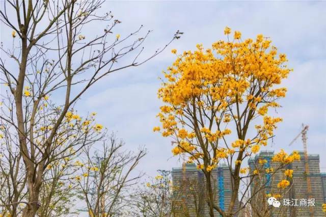 佛山哪里可以看黄花风铃木,佛山三水黄花风铃木最新视频