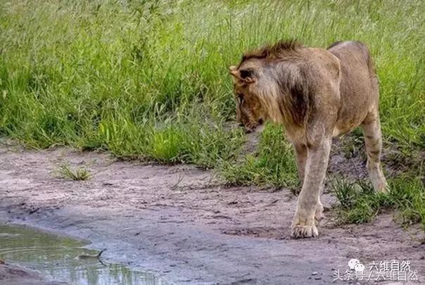 刚出壳小眼镜蛇的毒致命吗,刚破壳而出的小眼镜蛇