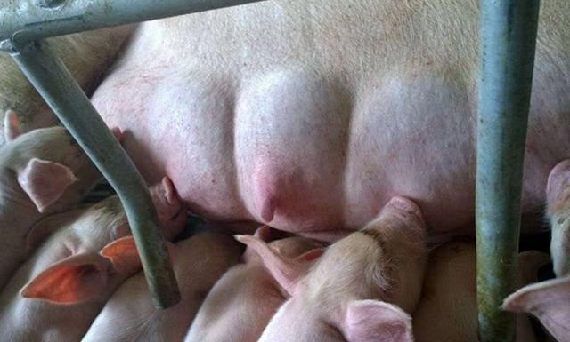 母猪不喂猪仔怎么办,母猪不喂小猪奶是什么原因
