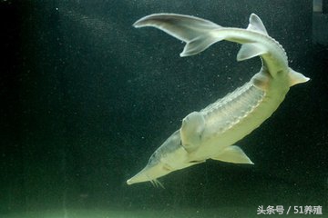 鲟鱼养殖技术书籍最新,鲟鱼养殖的可行性报告