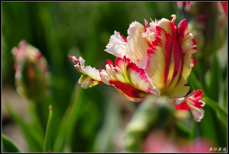郁金香花卉摆放,郁金香花卉基地