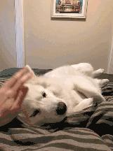 萌宠动物图鉴,萌宠萌图第591期