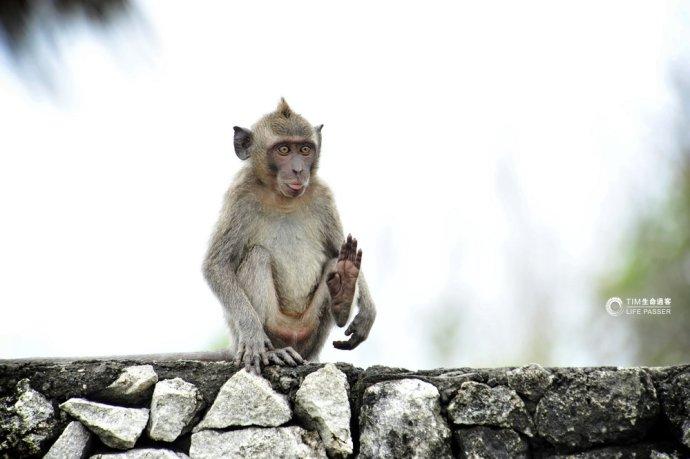巴厘岛情人崖猴子,巴厘岛最美情人崖