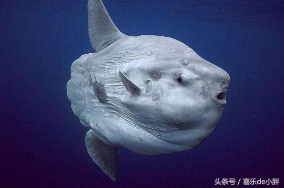 世界上十大最怪异的海洋生物,十种奇特的海洋生物