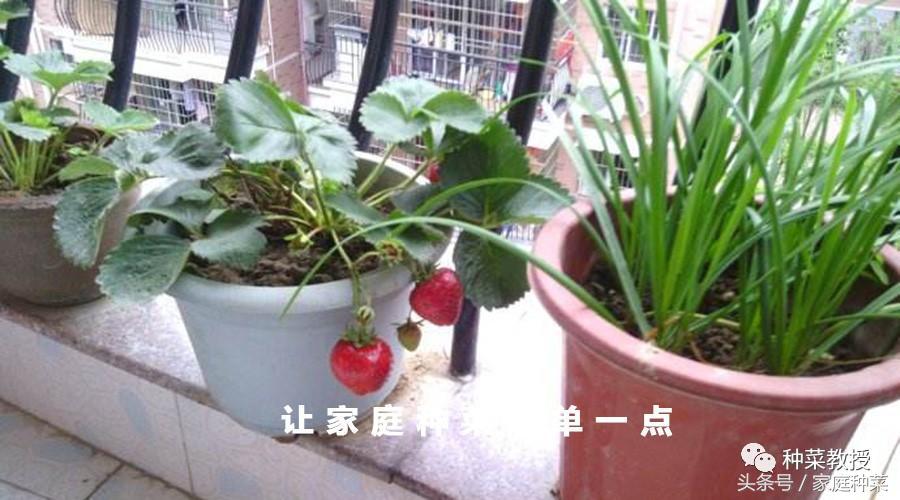 家庭怎样种植草莓施肥最好,买的草莓籽种植方法全过程小视频