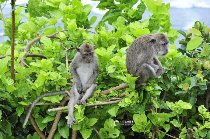 巴厘岛情人崖猴子,巴厘岛最美情人崖